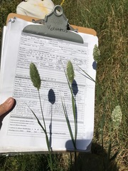 Phalaris canariensis