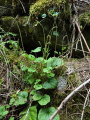 Ozomelis stauropetala