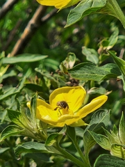Ludwigia peruviana image