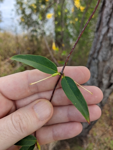 Gelsemium sempervirens image