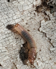 Crassiclitellata