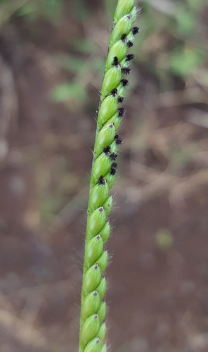 Urochloa eminii