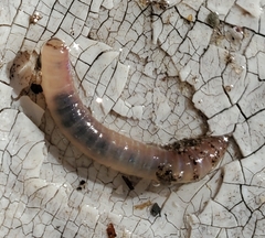 Crassiclitellata