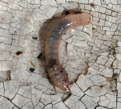 Crassiclitellata