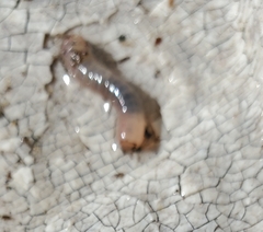 Crassiclitellata