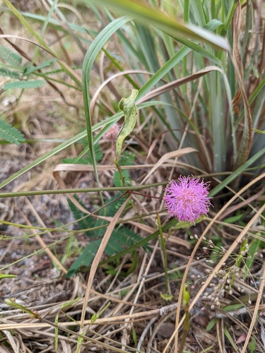 Image of Mimosa floridana by no rights reserved
