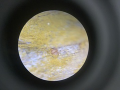 Perichaena corticalis