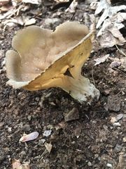 Helvella acetabulum