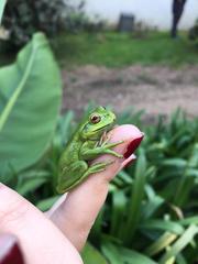Dendropsophus molitor