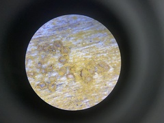 Perichaena corticalis