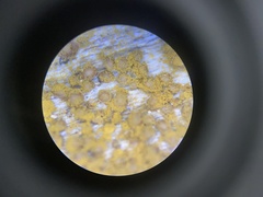 Perichaena corticalis