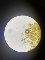 Perichaena corticalis