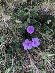 Erodium foetidum