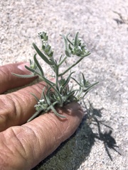 Johnstonella