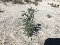 Johnstonella