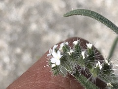 Johnstonella
