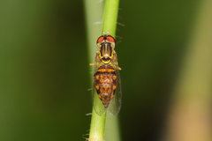 Toxomerus pictus