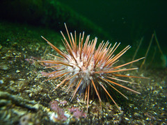 Gracilechinus acutus