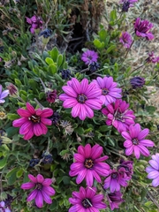Dimorphotheca ecklonis