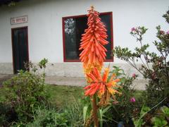 Kniphofia uvaria