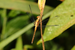 Erythrodiplax avittata
