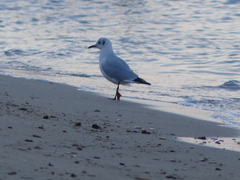 Chroicocephalus ridibundus