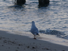 Chroicocephalus ridibundus