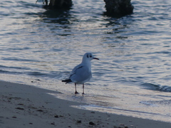 Chroicocephalus ridibundus