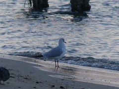 Chroicocephalus ridibundus