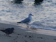 Chroicocephalus ridibundus