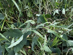 Paspalum fasciculatum