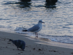 Chroicocephalus ridibundus