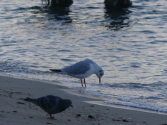 Chroicocephalus ridibundus