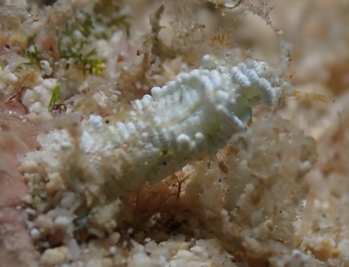 Neomeris annulata observed 2022-03-06