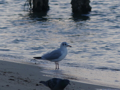 Chroicocephalus ridibundus