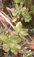Aeonium haworthii