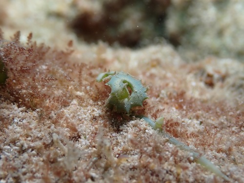 Caulerpa serrulata observed 2022-03-06