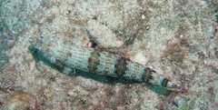 Synodus binotatus