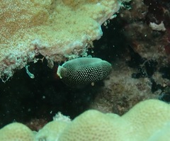 Anampses chrysocephalus