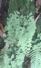 Adiantum poiretii