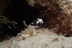 Colpodaspis thompsoni