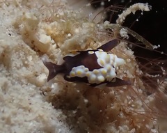 Colpodaspis thompsoni