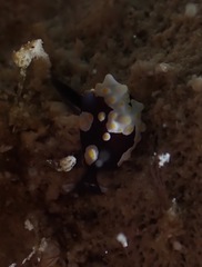 Colpodaspis thompsoni