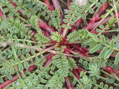 Sulla glomerata