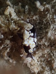 Colpodaspis thompsoni