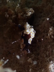 Colpodaspis thompsoni