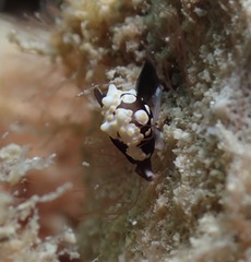 Colpodaspis thompsoni