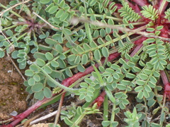 Sulla glomerata