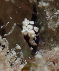 Colpodaspis thompsoni