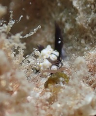 Colpodaspis thompsoni